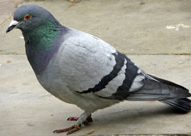 DOENÇAS TRANSMITIDAS PELO POMBO
