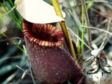 DICAS PARA IDENTIFICAR PLANTAS VENENOSAS