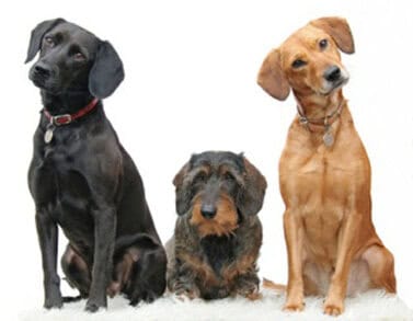 CUIDADOS AO ESCOLHER HOTEL PARA ANIMAIS