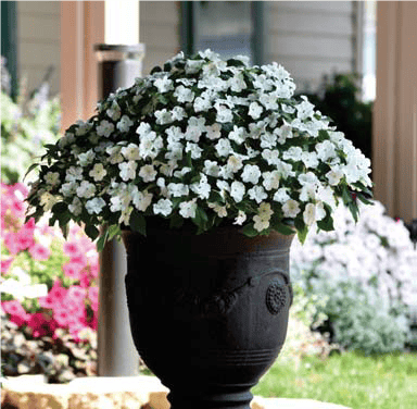 Sultan-lemmalts "Beacon White" F1