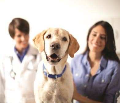 HillsPet Metabolic Pet Food Giveaway