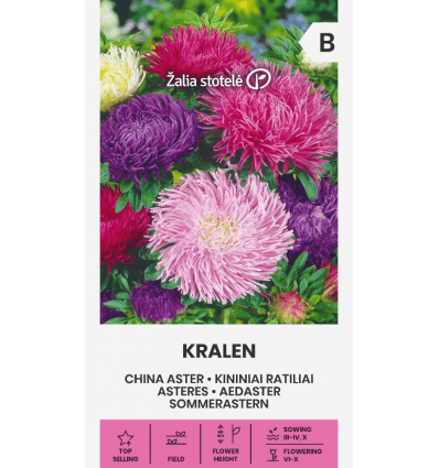 Aster "Kralen"