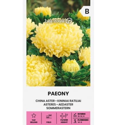 Aster "Paeony Yellow"