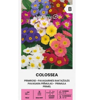 Priimula "Colossea"