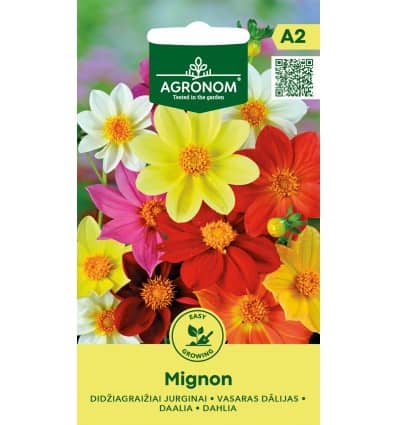 Aed-daalia "Mignon"
