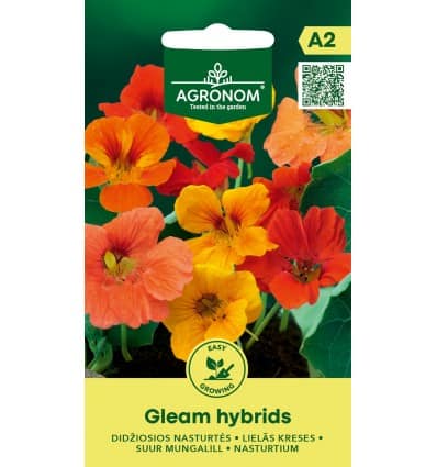 Suur mungalill "Gleam Hybrids"