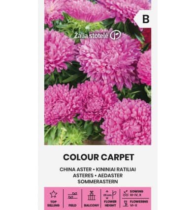 Aster "Colour Carpet Pink"