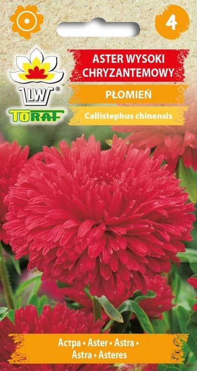 Aster "Plomien"