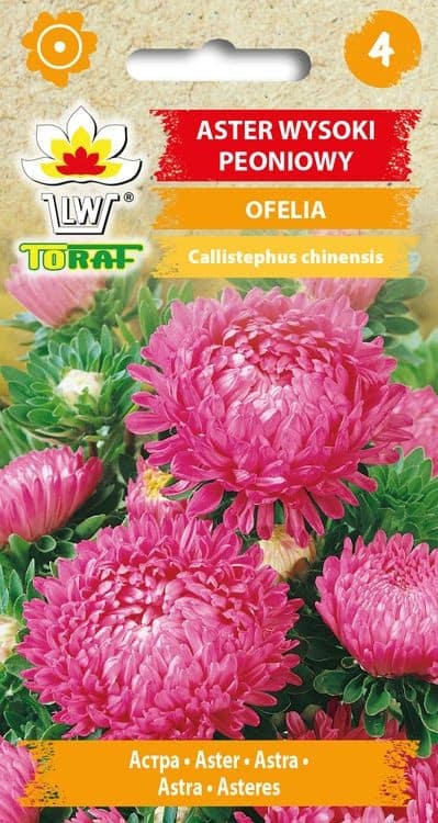 Aster "Ofelia"