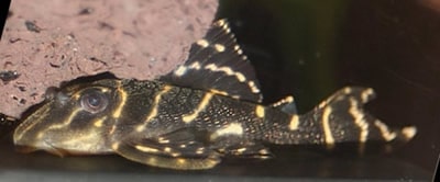 Chocolate Zebra Pleco