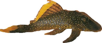 Orangeseam Pleco