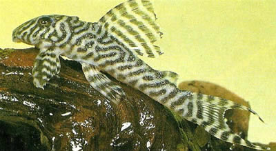 King Tiger Pleco