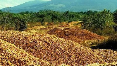 reforestation with orange peels