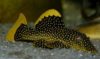 Gold Nugget Pleco