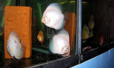Snowflake Discus