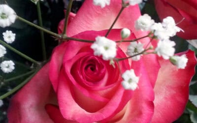 A Blooming Rose