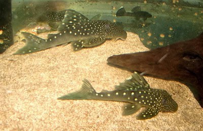 Blue Phantom Pleco