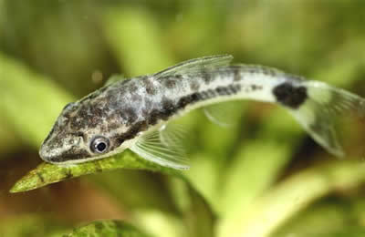 Ottocinclus Catfish