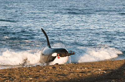 “Le confinement n’a pas d’influence majeure sur la vie sous-marine” “Le confinement n’a pas d’influence majeure sur la vie sous-marine”
