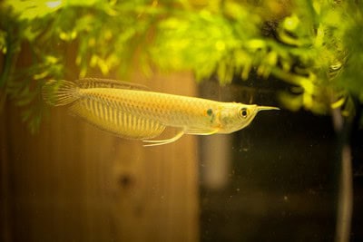 Silver Arowana