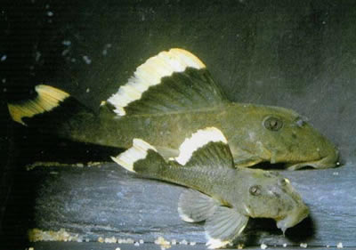 Magnum Pleco