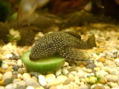 Bushy Nose Pleco