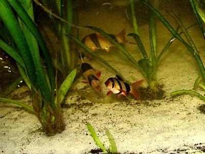 Clown Loach (2 Inches)