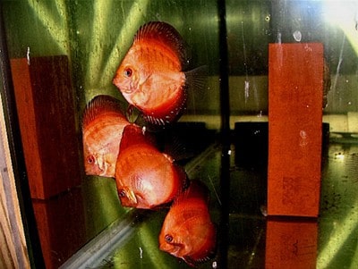 Red Passion Discus (2 Inches)
