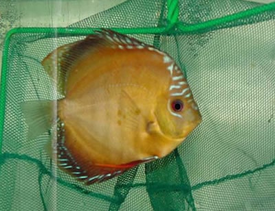 Red Ghost Discus (2 Inches)