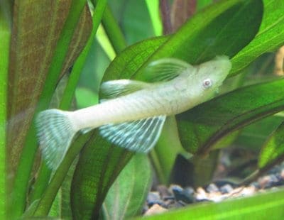 Albino Bushy Nose Pleco