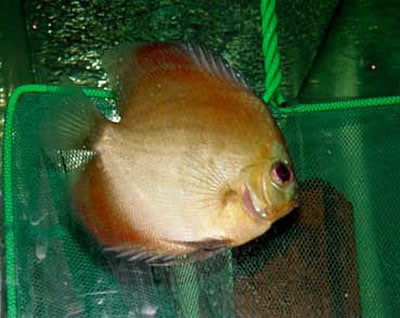 Mandarin Ghost Discus (2 Inches)