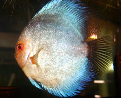 Blue Panda Discus (2 Inches)