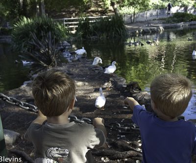 Feeding the Ducks for Free Summer Fun