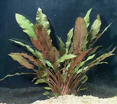 Cryptocoryne Wendtii Mi Oya