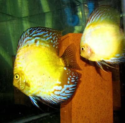 Yellow Pearl Flamed Discus