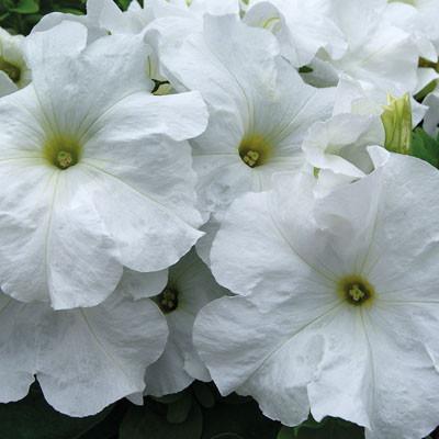 Petuunia "Limbo White" F1