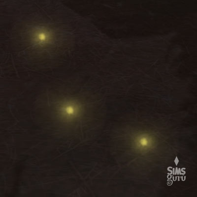 Colección Insectos: Luciérnaga