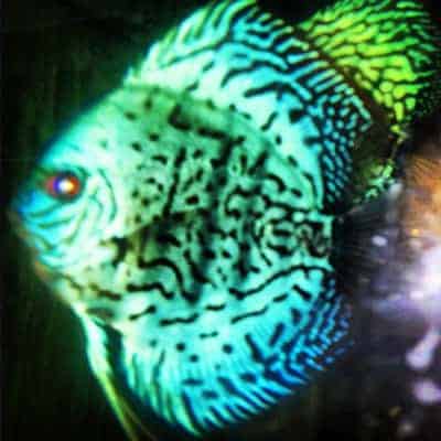 Royal High Fin Green Reflection Discus (2 Inches)