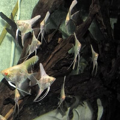 Albino Pearlscale Angelfish