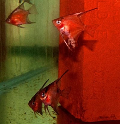 75 % - 95% Solid Red Select Angelfish (Quarter Body Sized)