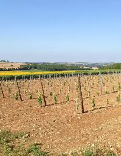 jeune plantation cognac