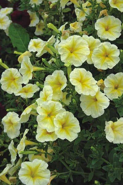 Ripp-petuunia "Lavina Crazy Yellow" F1