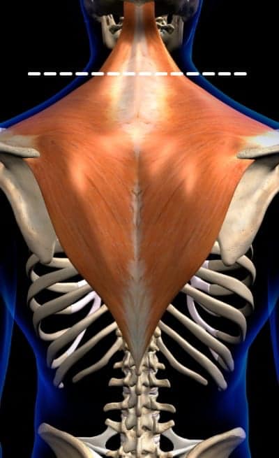 reverse flys Trapezius