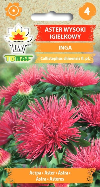Aster "Inga"