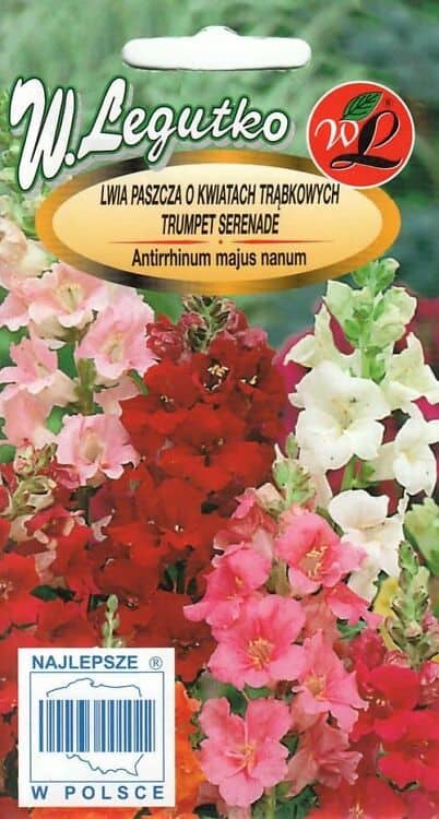 Lõvilõug "Trumpet Serenade"