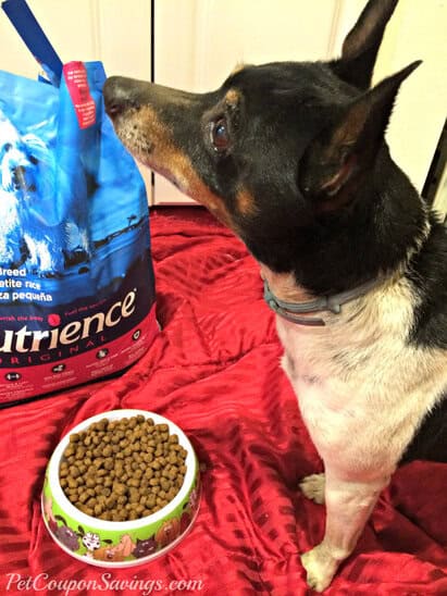 Rocky with Nutrience