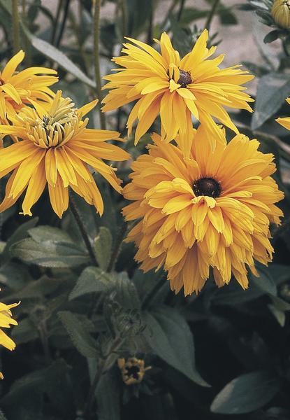 Karvane päevakübar "Goldilocks"