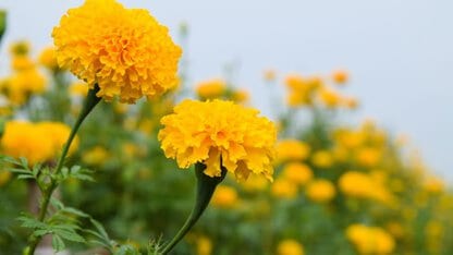 Semillas de Clavelón Amarillo Alto