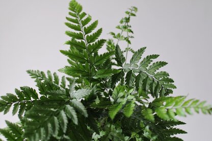 athyrium spicatum zielony sloik