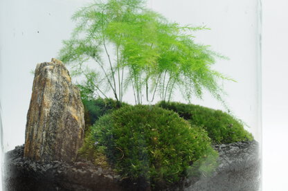 Asparagus pierzasty 'Plumosus' - Asparagus setaceus